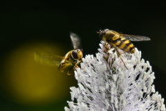 ForumImageJanvier2020-07