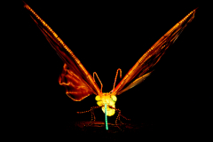 ForumImage-26