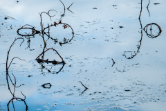 ForumImage-02
