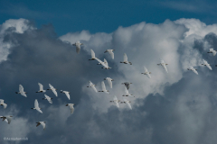 Aerophotoclub-ForumImageoctobre2021-21